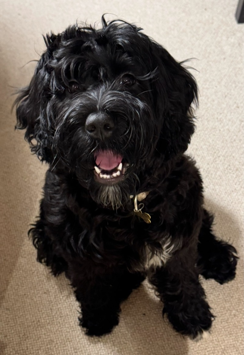 Piper the dog — the namesake of Pyper AI, AI consultancy based in Durham